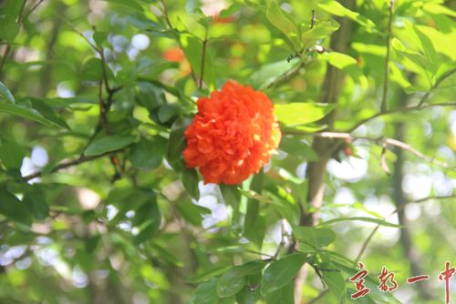 六月榴花照眼明 枝间已见果初成