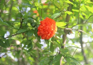 六月榴花照眼明 枝间已见果初成